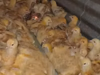 Chickens — photo 1