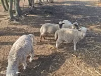公羊, Sheep — 照片 1