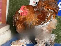 Brahma — Foto 3