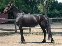 Stute, Friesian — Foto 3