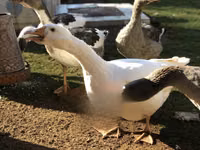 Geese — photo 3