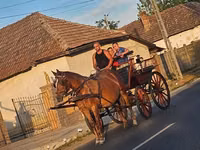 Stute, Pferde — Foto 1