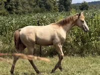 حصان, Kentucky mountain daddle horse — الصورة 8