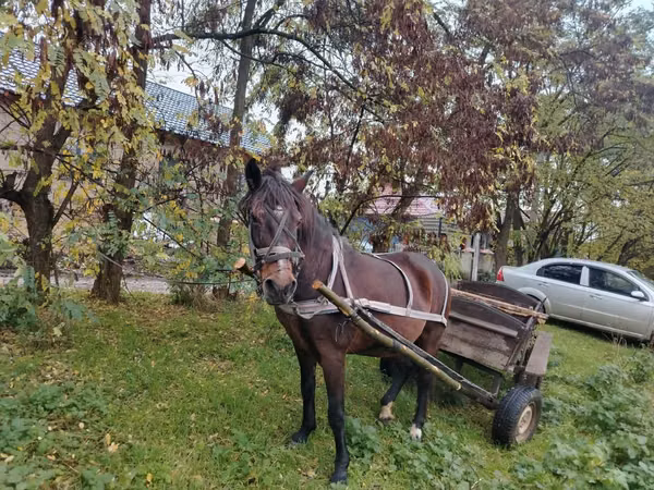 Yegua, Caballos