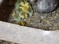Ducks — 照片 1