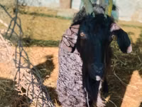 Billy Goat, Goats — photo 1