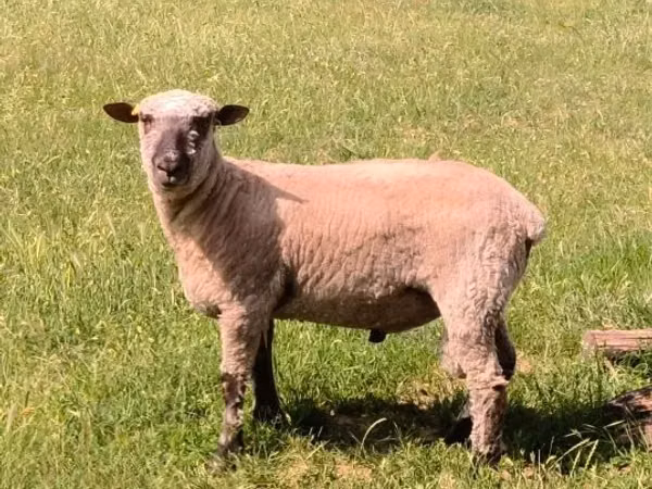 公羊, Shroshire sheep