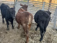 Toro, Aberdeen-Angus — foto 5