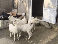 母山羊, Goats — 照片 6