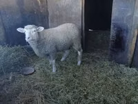 Widder, Ile-de-France sheep — Foto 1