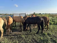 घोड़े (लॉट, लिंग निर्दिष्ट नहीं), Horse breed — फ़ोटो 5