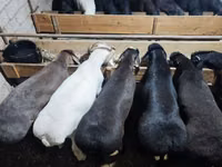 Carnero, Blackheaded Persian sheep — foto 2