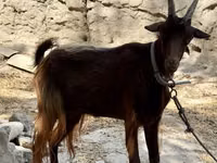 Cabra, Cabras — foto 2