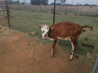 Vaca, Boran — foto 4