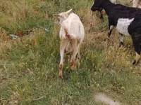Cabra, Cabras — foto 8
