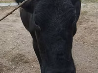 Kuh, Russian Black pied cattle — Foto 2