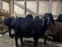 Ram, Baerchuke sheep — photo 1