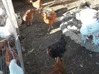 Chickens — photo 3