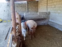 Carnero, Ovejas — foto 4