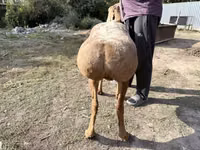 نعجة, Arashan sheep — الصورة 2