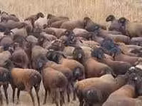 Schafe (Partie, Geschlecht nicht angegeben), Karakul sheep — Foto 2