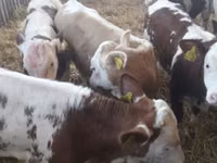 मवेशी (लॉट, लिंग निर्दिष्ट नहीं), Simmental cattle — फ़ोटो 1
