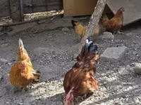 Chickens — 照片 3
