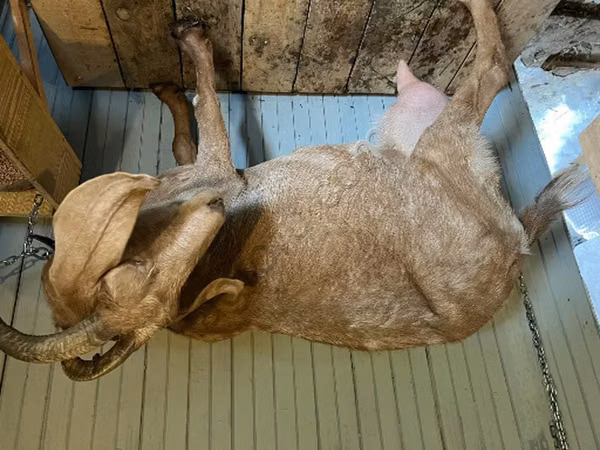 Goat, Saanen goat