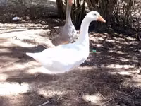 Geese — photo 4