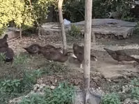 Домашняя мушка — фото 7