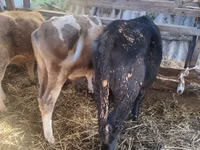 Vaca, Simmental cattle — foto 5