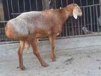 公羊, Saryarka sheep — 照片 3