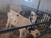 ثور, Russian Black pied cattle — الصورة 4