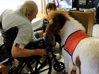 母马, Miniature horse — 照片 7