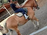 Hengst, Haflinger — Foto 3