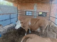 गाय, French Simmental cattle — फ़ोटो 1