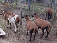 Carnero, Cameroon sheep — foto 4