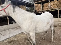 Mare, Tersk horse — photo 3