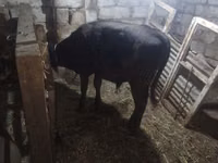 Toro, Aberdeen-Angus — foto 1