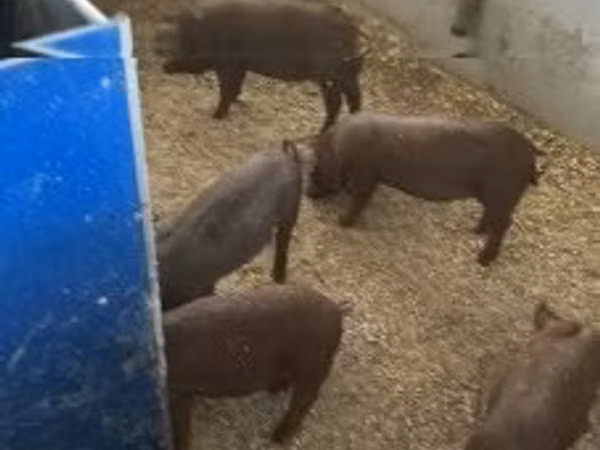 Schweine (Partie, Geschlecht nicht angegeben), 