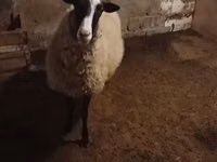 Schaf, Romanov sheep — Foto 3