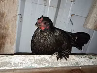 Japanisches Bantam — Foto 6