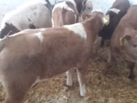 Bull, Simmental cattle — photo 3