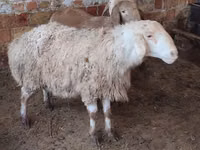 Sheep, West-Siberian mutton sheep — photo 1