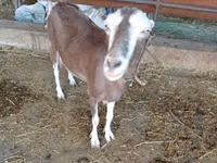 Cabra, LaMancha goats — foto 2