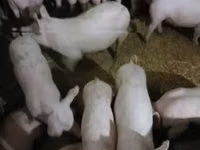 母猪 — 照片 1