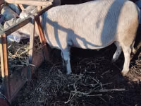 Ram, Lacaune sheep — photo 3