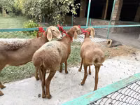 Schaf, Arashan sheep — Foto 3