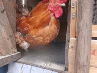 Chickens — Foto 6