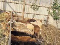 भेड़, भेड़ — फ़ोटो 6